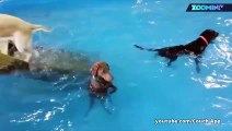 Marrant : ce chien adore l'eau mais déteste nager !