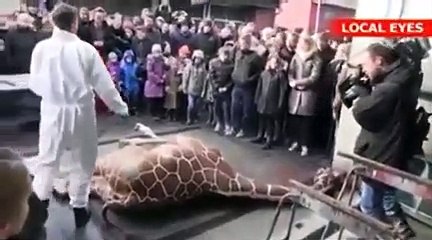 Girafon euthanasié