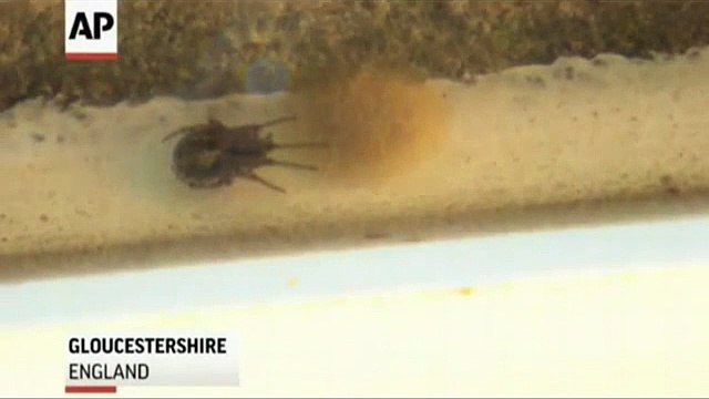 Invasion d'araignées venimeuse en Angleterre