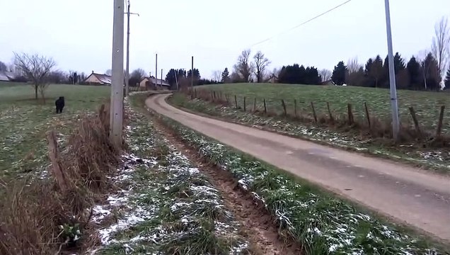 Un sanglier charge des promeneurs avant d'être pris en chasse par des poneys !