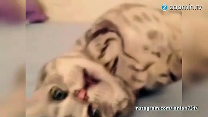 Sortez les mouchoirs : voici Luhu, le chat tristounet