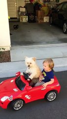 Un chien conduit un enfant dans une mini-voiture