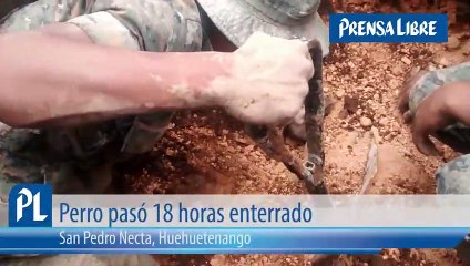 Un chien sauvé après 18 heures passées enfoui sous terre