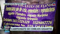 Inicia el Campeonato de Conejo Gigante de Flandes en la Magdalena Contreras