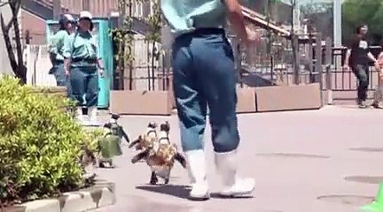 Japon : des pingouins défilent en Kimono