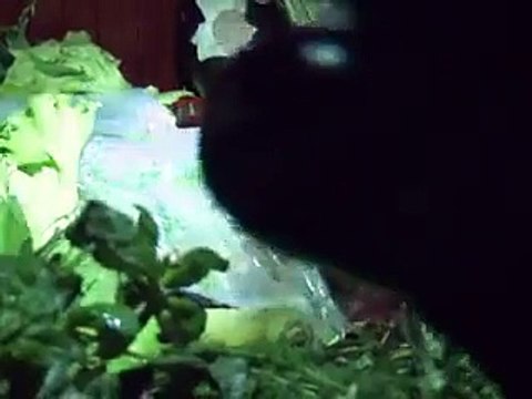 Gaspillage: des poubelles de supermarché plus riches que nos assiettes