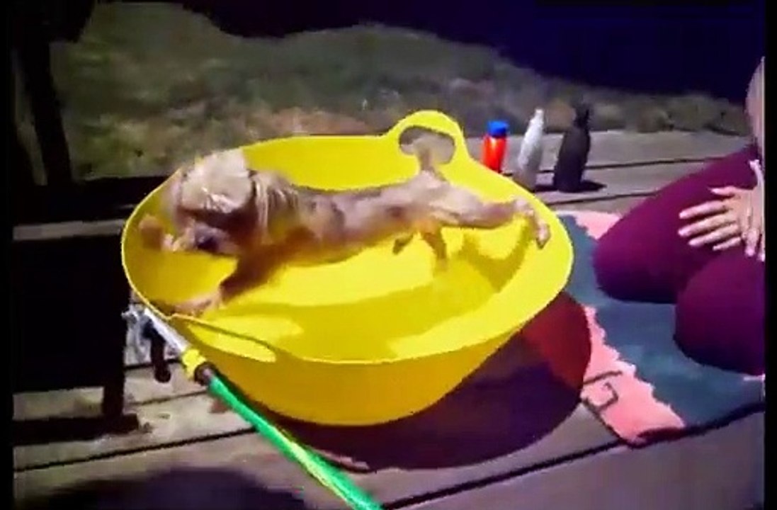 Ce chien refuse de prendre son bain