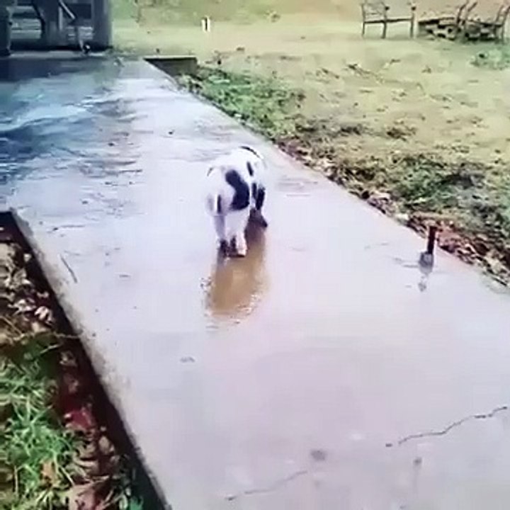 La vidéo mignonne du jour : un petit cochon glisse sur du verglas