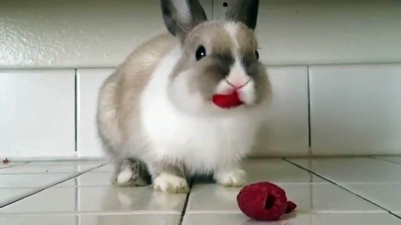 Un lapin mange des framboises et le résultat est assez drôle