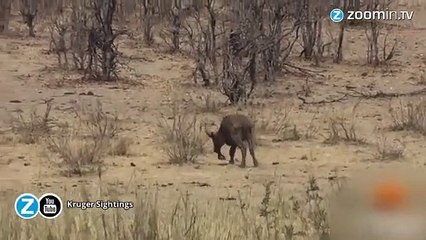 Parfois la nature choque, cet éléphant en est la preuve