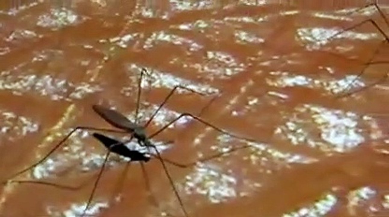 Zika: la progression se poursuit dans les départements français d'Amérique