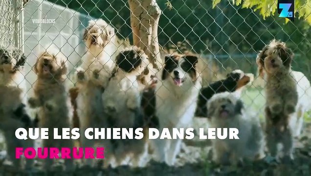 Les barbes ont plus de germes que les chiens
