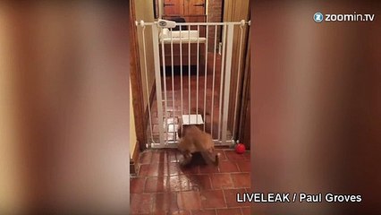 Avez-vous déjà vu un chien passer par une chatière?