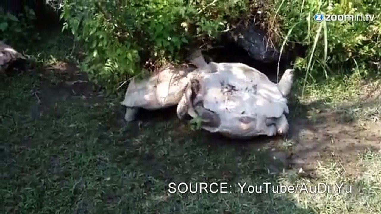 Voilà comment une tortue montre son amitié!
