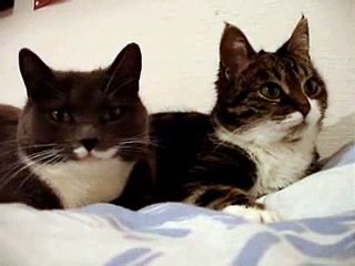 Deux chats bavards