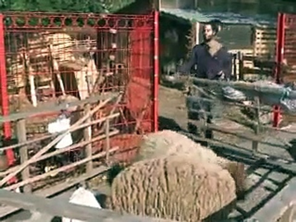 A Bagnolet, des moutons et des chèvres stars de la cité