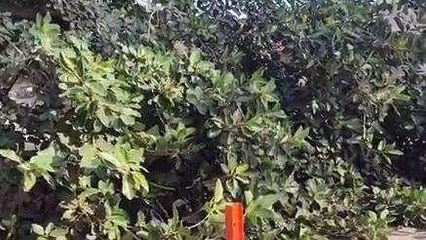 अलवर: जिला अस्पताल के परिसर में मच गया हड़कंप, जब हो गया ये....,देखें VIDEO