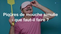 Piqûres de mouche simulie : que faut-il faire ?