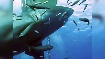 Voici le requin "Deep Blue", le plus gros au monde