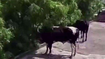 एटा: आपस में लड़ते हुए मकान की छत पर चढ़े दो गौवंश