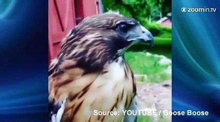Deux animaux imitateurs!