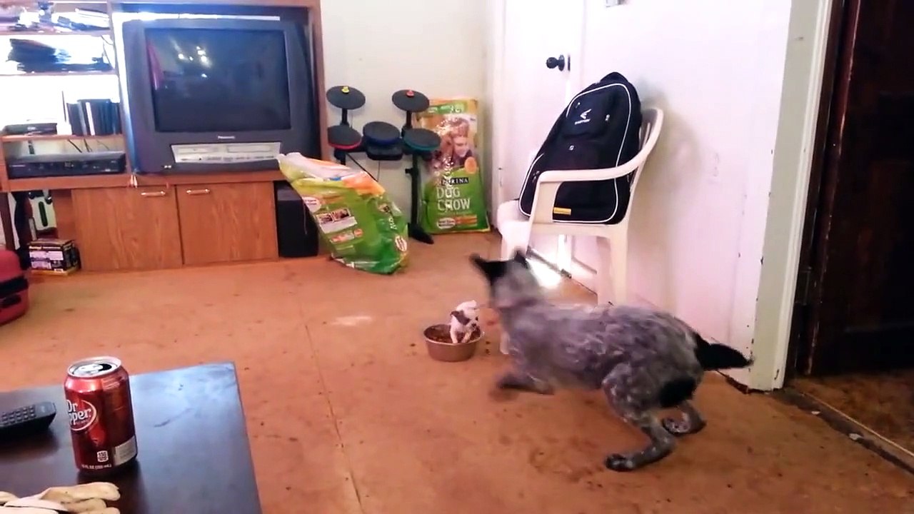 Un petit chien protège sa gamelle d'un gros chien