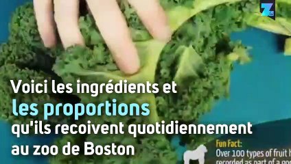 Voici tous les ingrédients pour le repas d'un gorille !