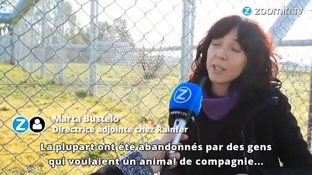 Sauver les singes avec l'argent des trafiquants ?