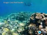 Australie: les coraux de la Grande barrière continuent de mourir