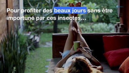 Guêpes : l’astuce du marc de café pour les éloigner