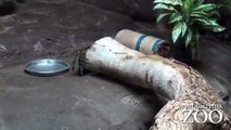 De petits chats à pieds noirs font leur apparition au zoo de Philadelphie