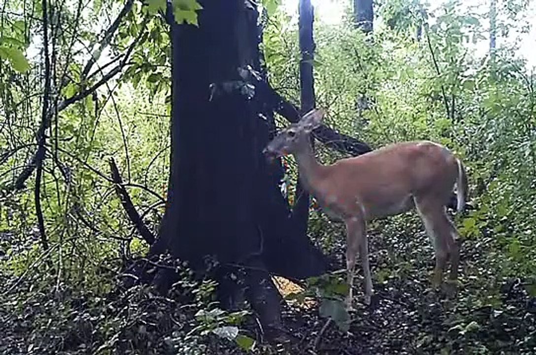 La flatulence de la biche