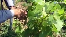 Pour sauver son vignoble, il loue ses pieds de vigne