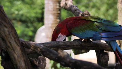 mixkit-macaw-parrot-feeding-on-a-branch-4669-medium