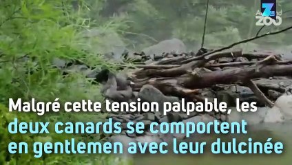 Une cane a le choix entre deux mâles... ça déménage !