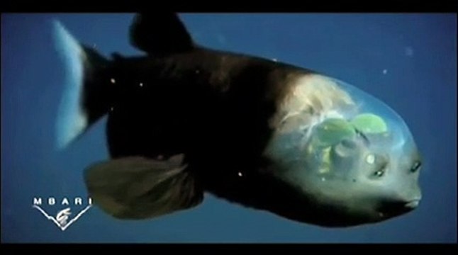 Découvrez le poisson revenant cet étrange poisson des profondeurs à la tête transparente