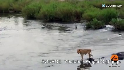 Cette lionne se retrouve nez à nez avec un crocodile