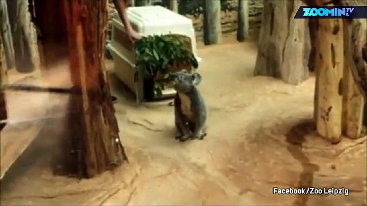 Attention les yeux : koala trop mignon !