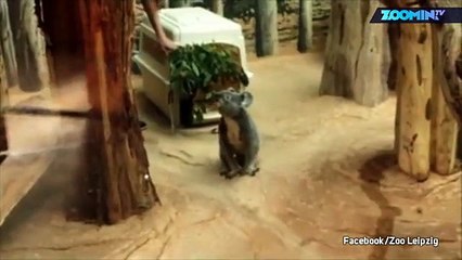 Attention les yeux : koala trop mignon !