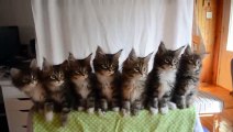 7 adorables chatons en parfaite synchronisation