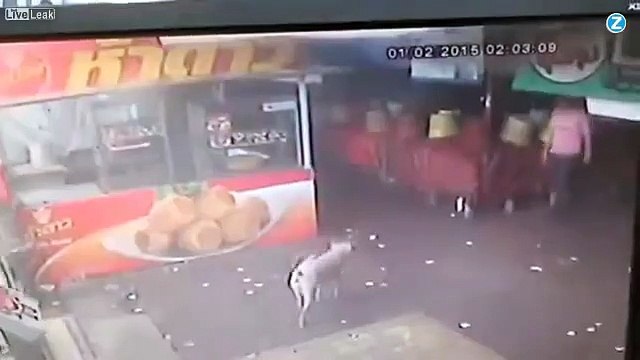 S'attaquer à un petit chien? A vos risques et périls...