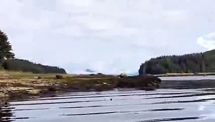 Cet hydravion a failli atterrir sur une baleine !