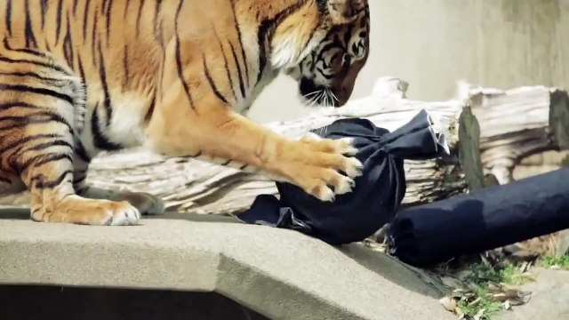 Un zoo créé sa griffe de jeans avec des lions, des tigres et des ours