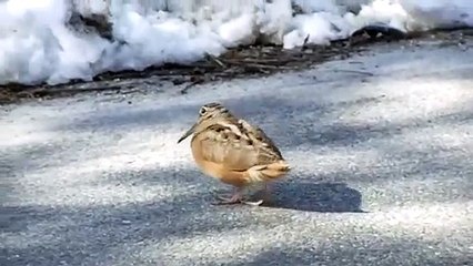 Un oiseau traverse une route en dansant