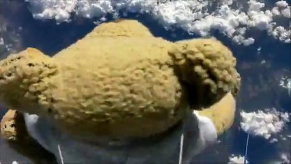 Le record de Felix Baumgartner battu par un ours en peluche