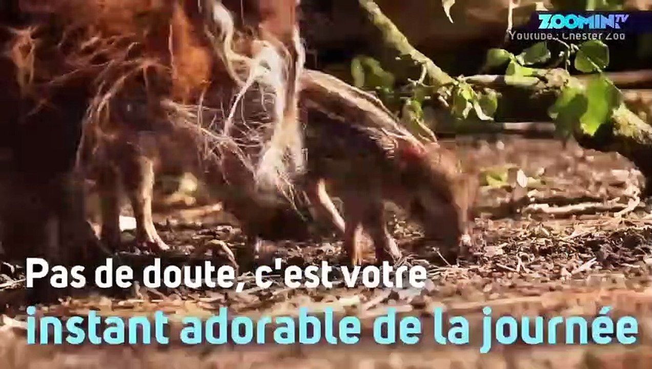Des marcassins trop mignons découvrent le monde