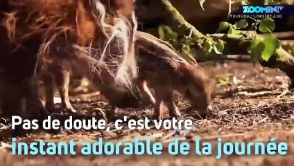 Des marcassins trop mignons découvrent le monde