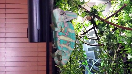 Un caméléon très énervé qu'on le réveille