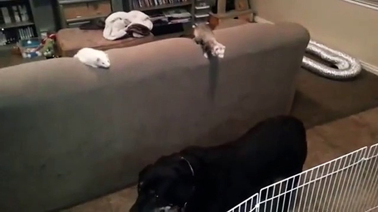 Un chien aide un furet à s'évader