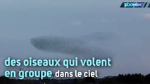Ce ballet d'oiseaux a illuminé le ciel britannique